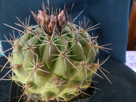 P1010989 cactus