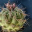 P1010989 - cactus