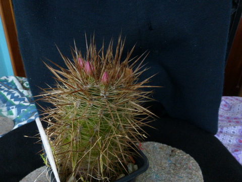 P1010993 cactus