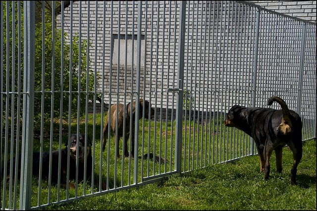 9 kennels buiten