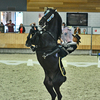 p3 - Iberische Paard-dag