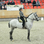 p4 - Iberische Paard-dag