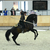 p11 - Iberische Paard-dag