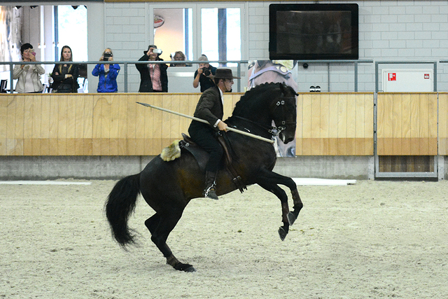 p11 Iberische Paard-dag