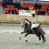 p17 - Iberische Paard-dag