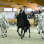 p23 - Iberische Paard-dag