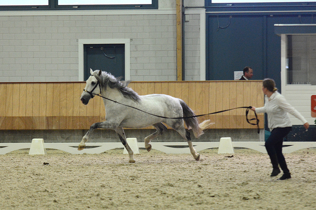 p44 Iberische Paard-dag