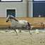 p44 - Iberische Paard-dag