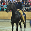 p48 - Iberische Paard-dag