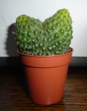 1 Cactussen