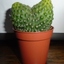 1 - Cactussen