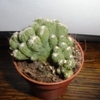 2 - Cactussen