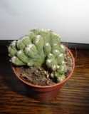 2 Cactussen