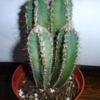 3 - Cactussen
