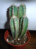 3 Cactussen