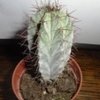 4 - Cactussen
