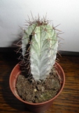 4 Cactussen