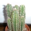 5 - Cactussen