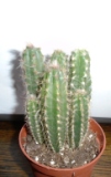5 Cactussen