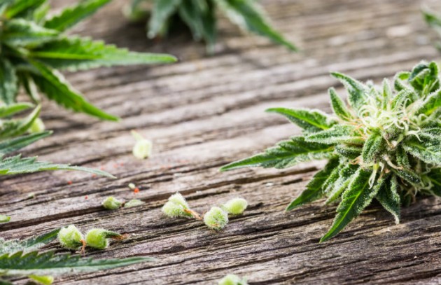 Autoflowering Cannabis Seeds Picture Box