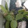 P1020060 - cactus