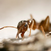 ant-removal-Los-Angeles-CA - Top Pest Control of Los Ang...