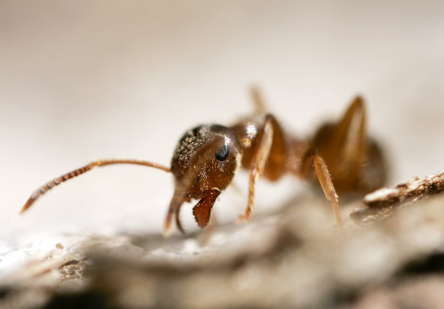 ant-removal-Los-Angeles-CA Top Pest Control of Los Angeles