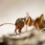 ant-removal-Los-Angeles-CA - Top Pest Control of Los Angeles