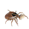 bed-bugs-Los-Angeles-CA - Top Pest Control of Los Ang...