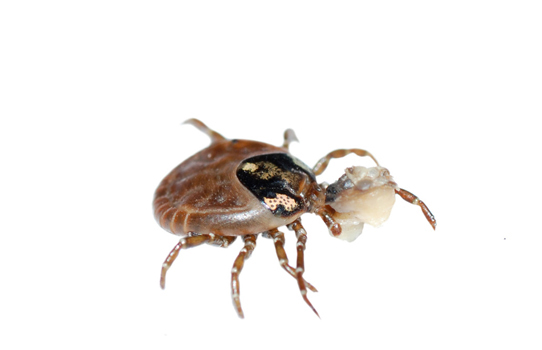 bed-bugs-Los-Angeles-CA Top Pest Control of Los Angeles