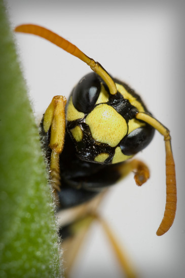 bee-removal-Los-Angeles-CA Top Pest Control of Los Angeles