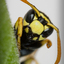 bee-removal-Los-Angeles-CA - Top Pest Control of Los Angeles