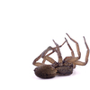 spider-extermination-Los-An... - Top Pest Control of Los Ang...