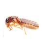 termite-control-Los-Angeles-CA - Top Pest Control of Los Ang...