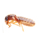 termite-control-Los-Angeles-CA - Top Pest Control of Los Angeles