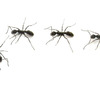 ant-removal-Los-Angeles-CA - A Plus Pest Control of Los ...