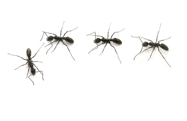 ant-removal-Los-Angeles-CA A Plus Pest Control of Los Angeles