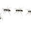 ant-removal-Los-Angeles-CA - A Plus Pest Control of Los Angeles