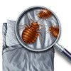 bed-bug-exterminator-Los-An... - A Plus Pest Control of Los ...