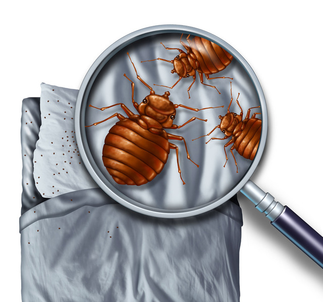 bed-bug-exterminator-Los-Angeles-CA A Plus Pest Control of Los Angeles