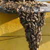bee-removal-Los-Angeles-CA - A Plus Pest Control of Los ...