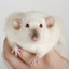 rodent-control-Los-Angeles-CA - A Plus Pest Control of Los Angeles