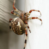 spider-extermination-Los-An... - A Plus Pest Control of Los ...