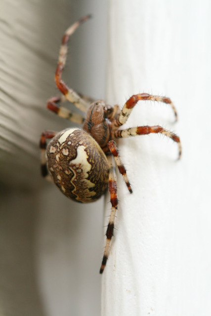 spider-extermination-Los-Angeles-CA A Plus Pest Control of Los Angeles