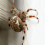 spider-extermination-Los-An... - A Plus Pest Control of Los Angeles