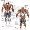 bodybuilding-exercises-for-... - http://rippedrxno2blastcanada