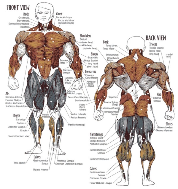 bodybuilding-exercises-for-menexercises-bodybuildi http://rippedrxno2blastcanada.com/alpha-fuel-testo/