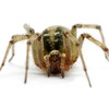 spider-extermination-Los-An... - Top Choice Pest Control