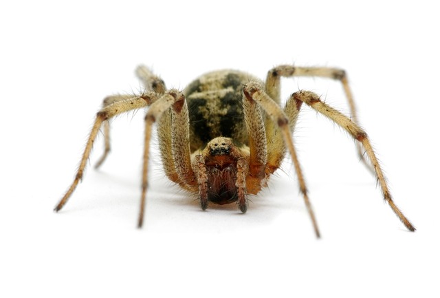 spider-extermination-Los-Angeles-CA Top Choice Pest Control