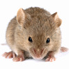 rodent-control-Los-Angeles-CA - Top Choice Pest Control